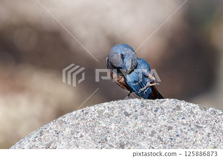 美麗的岩鶇（霸鶲）用美妙的聲音唱 伊豆半島靜岡縣南伊豆町廣島中木 2024 125886873