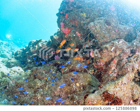 A beautiful school of goldfish anthias (Anthocidae subfamily) and other fish gather on a rocky area where soft corals such as alcedoides grow. 125886898