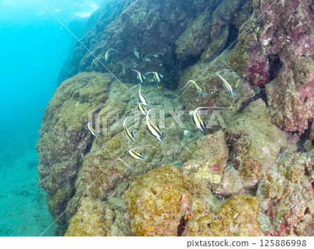 A flock of Moorish idols and more. Hirizohama Nakagi Minamiizu Town Izu Peninsula Shizuoka Prefecture 2024 125886998