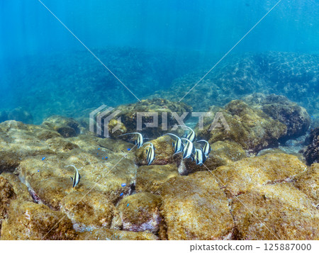 A flock of Moorish idols and more. Hirizohama Nakagi Minamiizu Town Izu Peninsula Shizuoka Prefecture 2024 A flock of Moorish idols and more. Hirizohama Nakagi Minamiizu Town Izu Peninsula Shizuoka Prefecture 2024 125887000