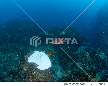 A school of striped porgy, moorish idols, butterflyfish and other fish. Hirizohama Nakagi Minamiizu Town Izu Peninsula Shizuoka Prefecture 2024 125887041
