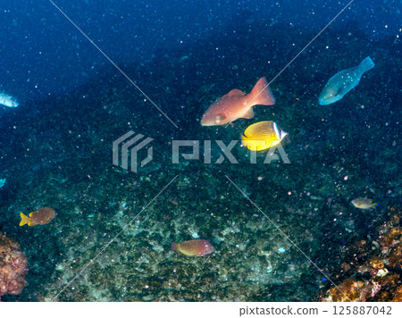 A school of striped porgy, moorish idols, butterflyfish and other fish. Hirizohama Nakagi Minamiizu Town Izu Peninsula Shizuoka Prefecture 2024 125887042