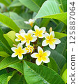 Plumeria flowers are blooming 125887064