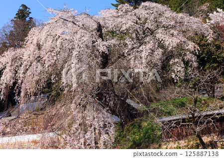Danjoitozakura (weeping cherry blossom) 4553 125887138