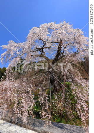 Danjoitozakura (weeping cherry tree) 9367 125887149