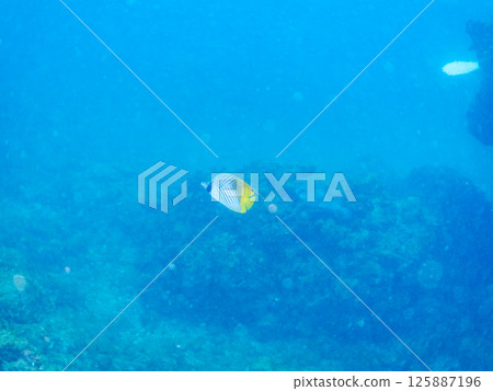 Threadfin butterflyfish, moorish idol, stingray, etc. Hirizohama Nakagi Minamiizu Town Izu Peninsula Shizuoka Prefecture 2024 125887196