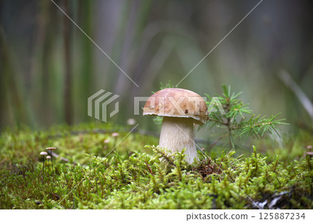 Wild King Bolete Mushroom Growing in Lush Green Forest Environment 125887234