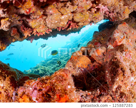 A school of moorish idols, butterflyfish, damselfish and other fish in an underwater cave. Hirizohama Nakagi Minamiizu Town Izu Peninsula Shizuoka Prefecture 2024 125887283
