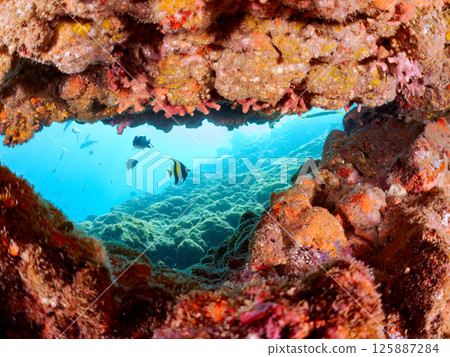 A school of moorish idols, butterflyfish, damselfish and other fish in an underwater cave. Hirizohama Nakagi Minamiizu Town Izu Peninsula Shizuoka Prefecture 2024 125887284