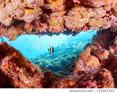 A school of moorish idols, butterflyfish, damselfish and other fish in an underwater cave. Hirizohama Nakagi Minamiizu Town Izu Peninsula Shizuoka Prefecture 2024 125887285