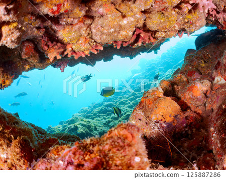 水下洞穴中棲息著一群摩爾人偶像、蝴蝶魚、雀鯛等。 Hirizohama Nakagi 南伊豆鎮 伊豆半島 靜岡縣 2024 125887286