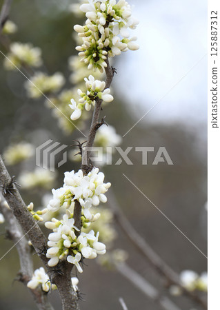 White flower Suishin 125887312