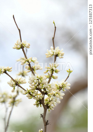 White flower Suishin White flower Suishin 125887313
