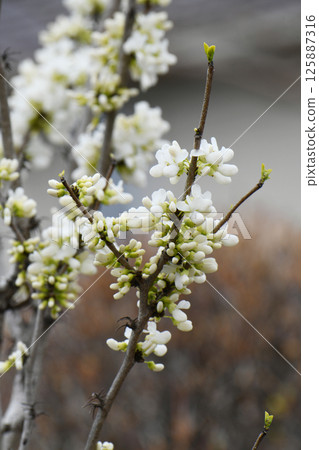 White flower Suishin White flower Suishin 125887316