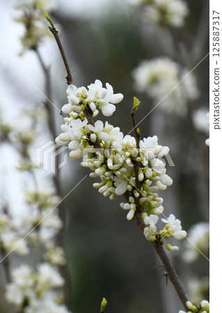 White flower Suishin White flower Suishin 125887317