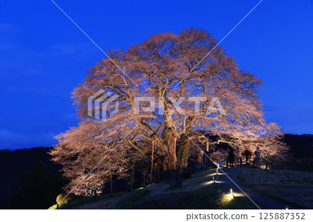 Daigozakura 8930- 125887352