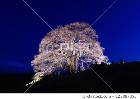 Daigo Sakura 8960 Daigo Sakura 8960 125887355