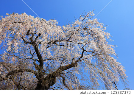 Danjoitozakura (weeping cherry tree) 9458 125887373