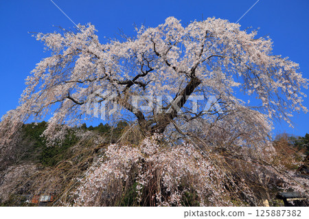 Danjoitozakura (weeping cherry tree) 4509 125887382