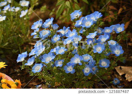 Nemophila花 Nemophila花 125887487