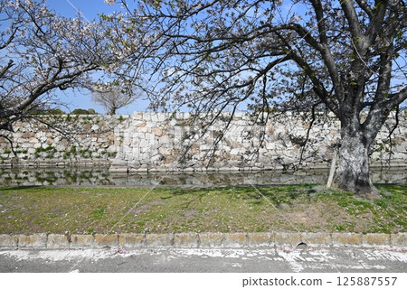 阿科紹的石牆和櫻花 阿科紹的石牆和櫻花 125887557