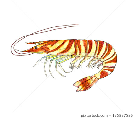 寫實食物插畫_蝦 寫實食物插畫_蝦 125887586