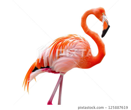Full Body Flamingo Balancing on One Leg Full Body Flamingo Balancing on One Leg 125887619