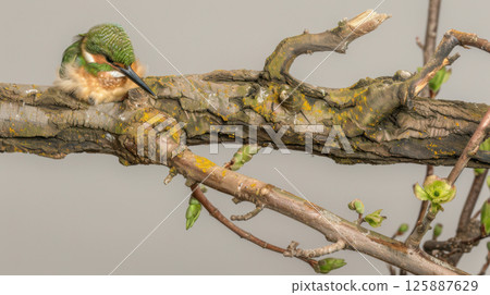 Tiny Hummingbird on Mossy Branch 125887629