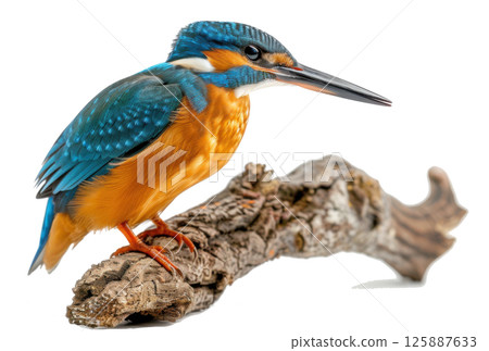 Kingfisher Bird Perched on Driftwood 125887633