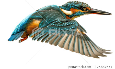 Kingfisher Flying in Side View 125887635