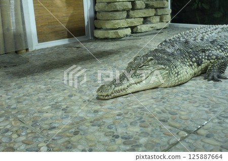 Alligator crocodile gray green lying on stone floor Alligator crocodile gray green lying on stone floor 125887664