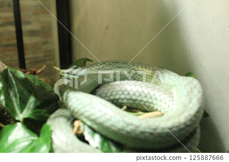 Philodryas baroni green snake crawling in a terrarium in a zoo 125887666