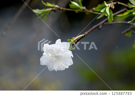  Peach blossoms 125887783