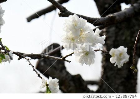 桃花 桃花 125887784