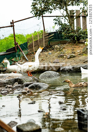 Ducks playing in the water Ducks playing in the water 125887835