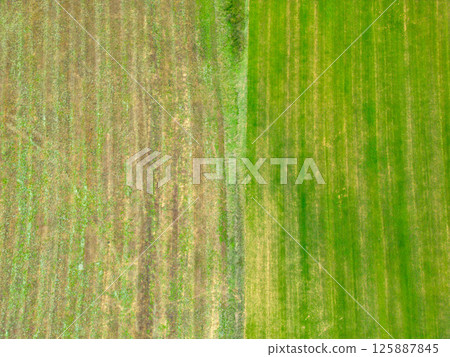 Aerial view of agricultural field with contrasting crop patterns Aerial view of agricultural field with contrasting crop patterns 125887845