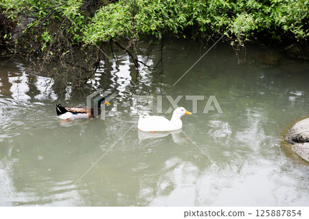 Swimming birds Swimming birds 125887854