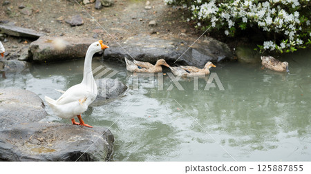 Ducks playing in the water Ducks playing in the water 125887855
