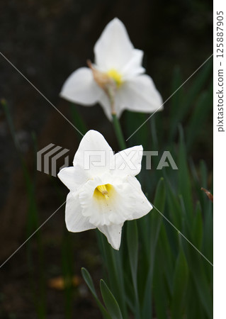 水仙花 水仙花 125887905