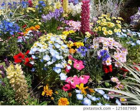Colorful flowers Colorful flowers 125887980