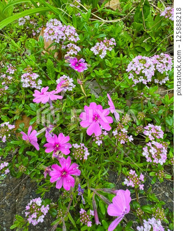 薄荷櫻桃樹 125888218