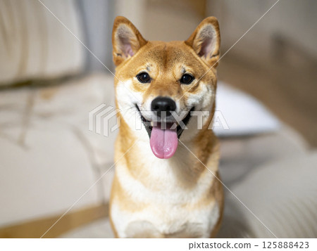 柴犬 AI 生成影像 125888423