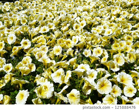 Flower blooming all over 125888476