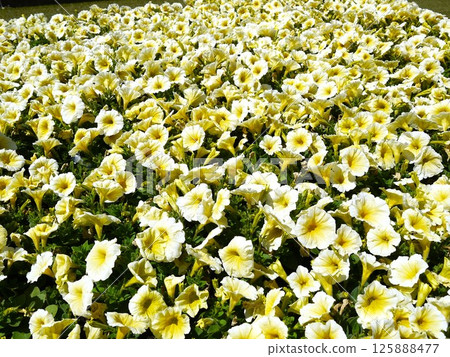 Flowers blooming all over the place 125888477