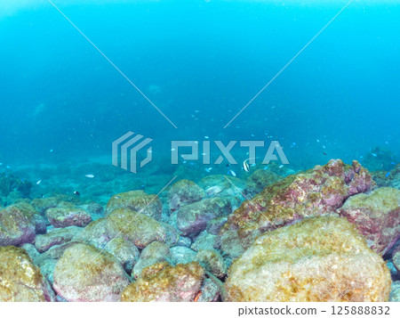 School of Moorish idols, blue damselfish, damselfish and others. Hirizohama Nakagi Minamiizu Town Izu Peninsula Shizuoka Prefecture 2024 125888832