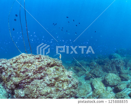 School of Moorish idols, blue damselfish, damselfish and others. Hirizohama Nakagi Minamiizu Town Izu Peninsula Shizuoka Prefecture 2024 125888835