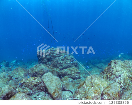 School of Moorish idols, blue damselfish, damselfish and others. Hirizohama Nakagi Minamiizu Town Izu Peninsula Shizuoka Prefecture 2024 125888836