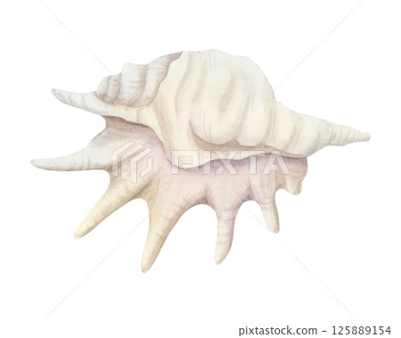 White seashell of sea snail or spider conch watercolor isolated illustration. Hand drawn realistic ocean mollusk for marine designs. Coral reef animal clip art White seashell of sea snail or spider conch watercolor isolated illustration. Hand drawn realistic ocean mollusk for marine designs. Coral reef animal clip art 125889154