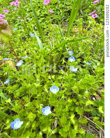 Persian speedwell Persian speedwell 125889282