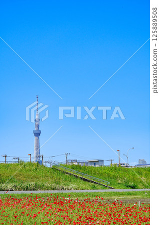 Poppies blooming on the banks of the Arakawa River in Hirai, Edogawa Ward, and the Skytree Poppies blooming on the banks of the Arakawa River in Hirai, Edogawa Ward, and the Skytree 125889508